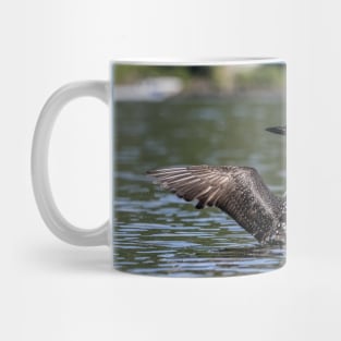 Common Loon Wing Spread Mug